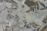 Fossil Fern (Neuropteris & Macroneuropteris) Plate - Kentucky #160251-1